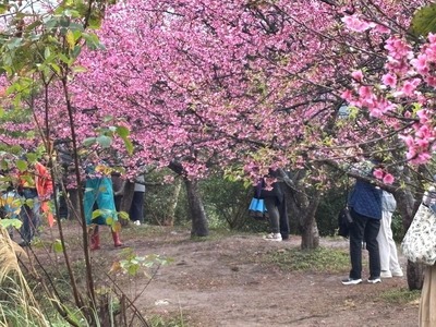 當國際級的書法藝術，遇上大自然的粉色詩篇，會激盪出怎樣的火花？圖片
